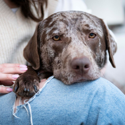 Der Hund Äppler hat seinen Kopf auf die Beine seines Frauchens Laura Schleich gelegt.