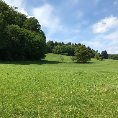 Eine Wiese mit mehreren Bäumen.