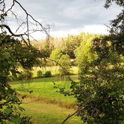 Der herbstliche Wald in Nordhessen