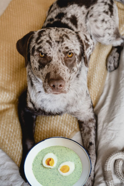 Der Hund Äppler liegt vor einer Schüssel mit Grüner Soße und Eiern.