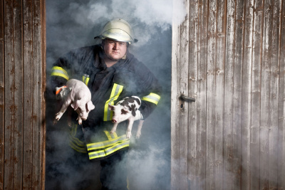 Feuerwehrmann mit zwei Ferkeln
