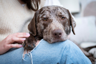 Der Hund Äppler hat seinen Kopf auf die Beine seines Frauchens Laura Schleich gelegt.