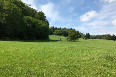 Eine Wiese mit mehreren Bäumen.