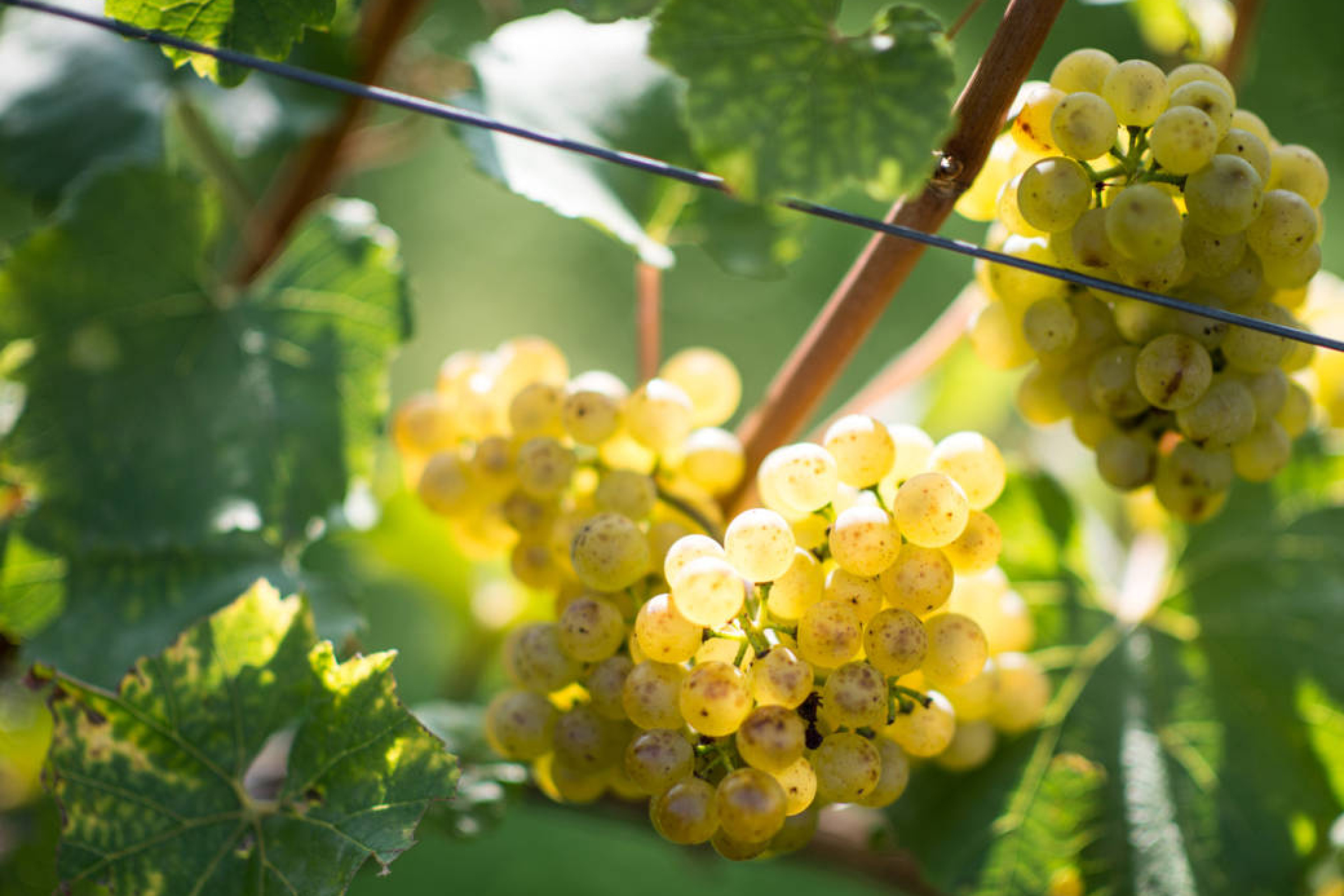 Weiße Trauben zwischen Weinblättern.